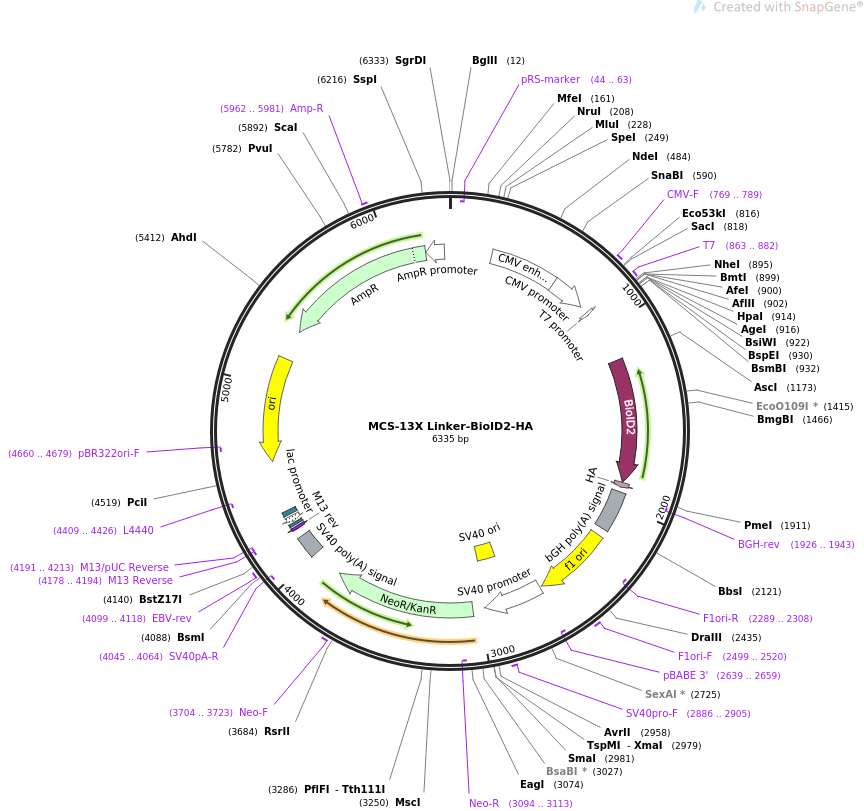 MCS-13X Linker-BioID2-HA质粒图谱